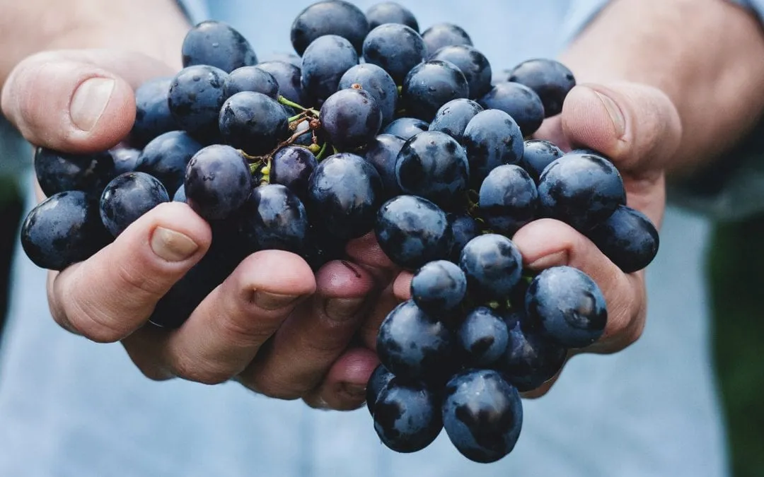 Gluten-Free Wines You Have to Try