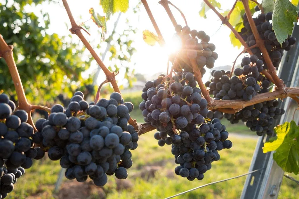 What Are the Top 10 Wines? Oklahoma Grape Industry Council