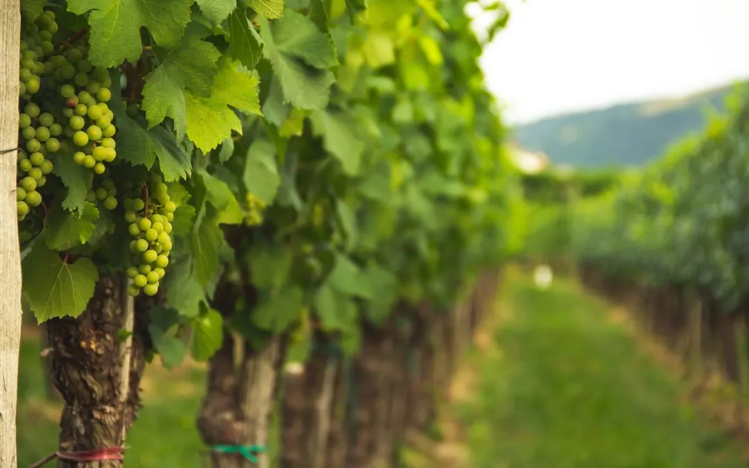 What Is The Best Time Of The Year To Go To An Oklahoma Vineyard?