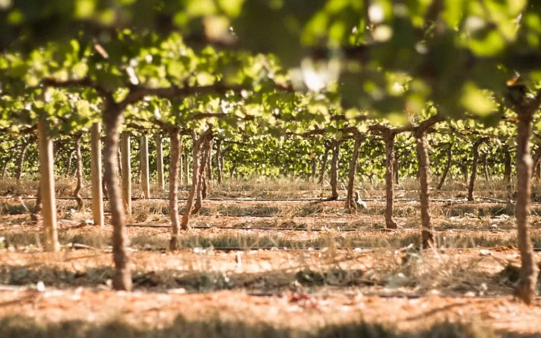 What Is Bud Break in the Oklahoma Vineyard?