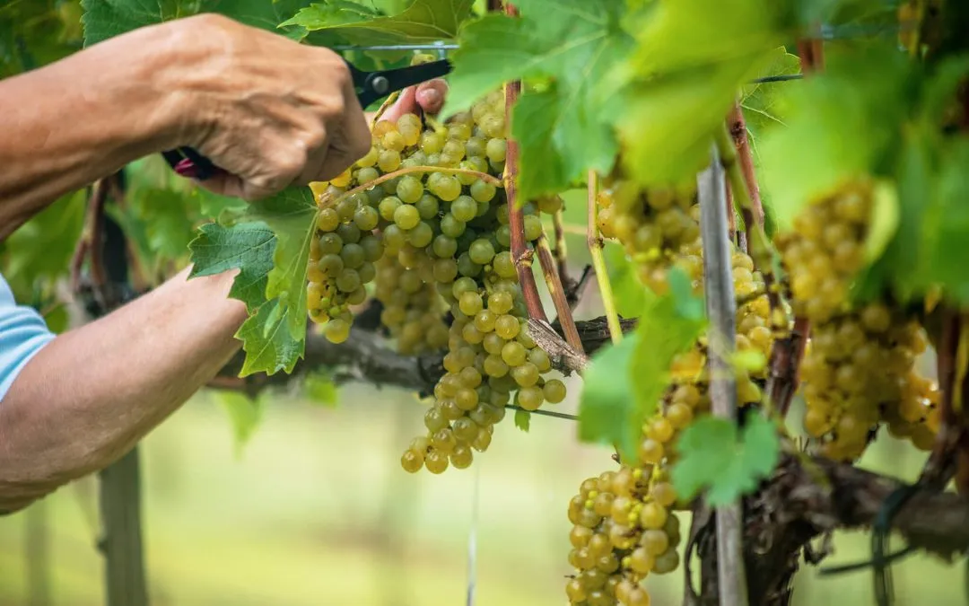 2023 Grape Management Course