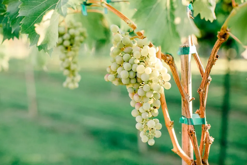 What Is An Estate Oklahoma Winery? OGIC