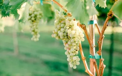 What Is An Estate Oklahoma Winery?