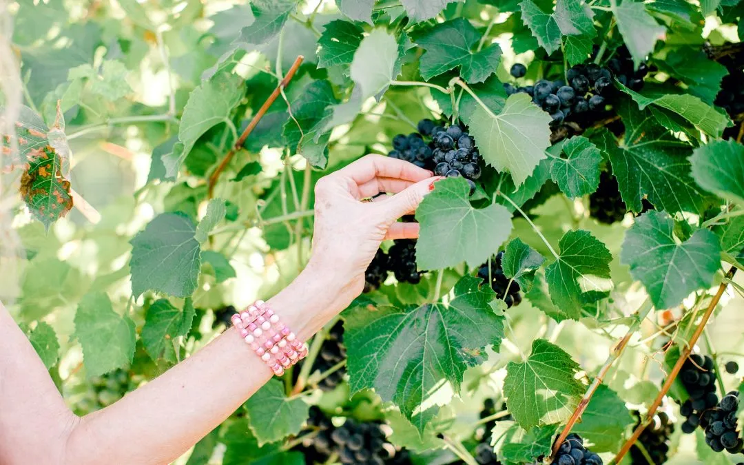 What Is the Importance of Enology at Oklahoma Vineyards Near Me?