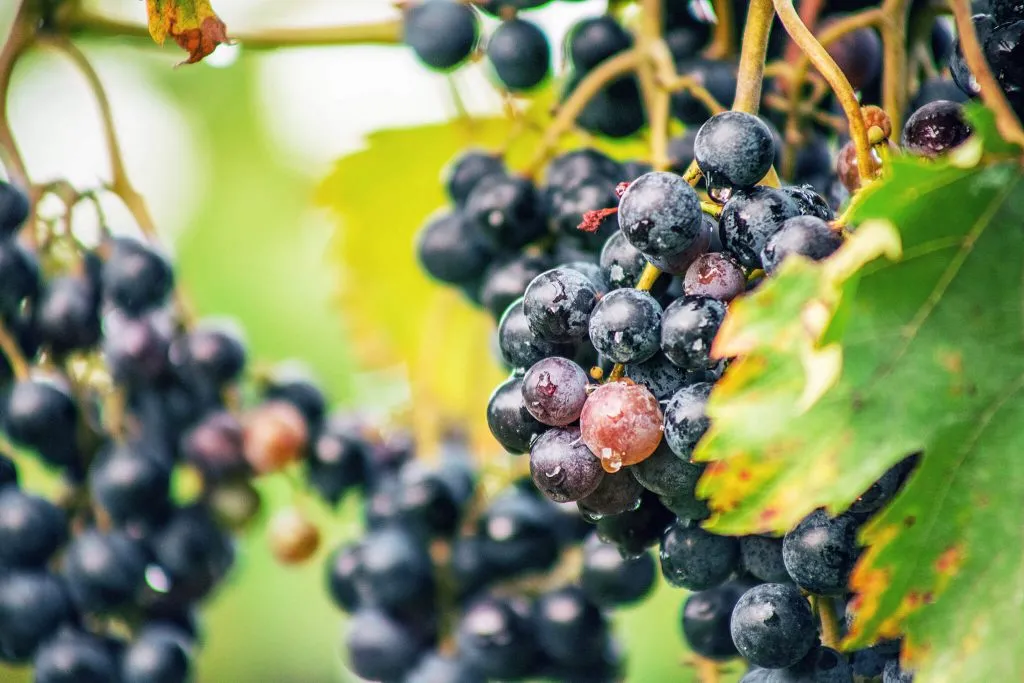 Can Hybrid Grapes Be the Future of Oklahoma Grape Wines? OGIC