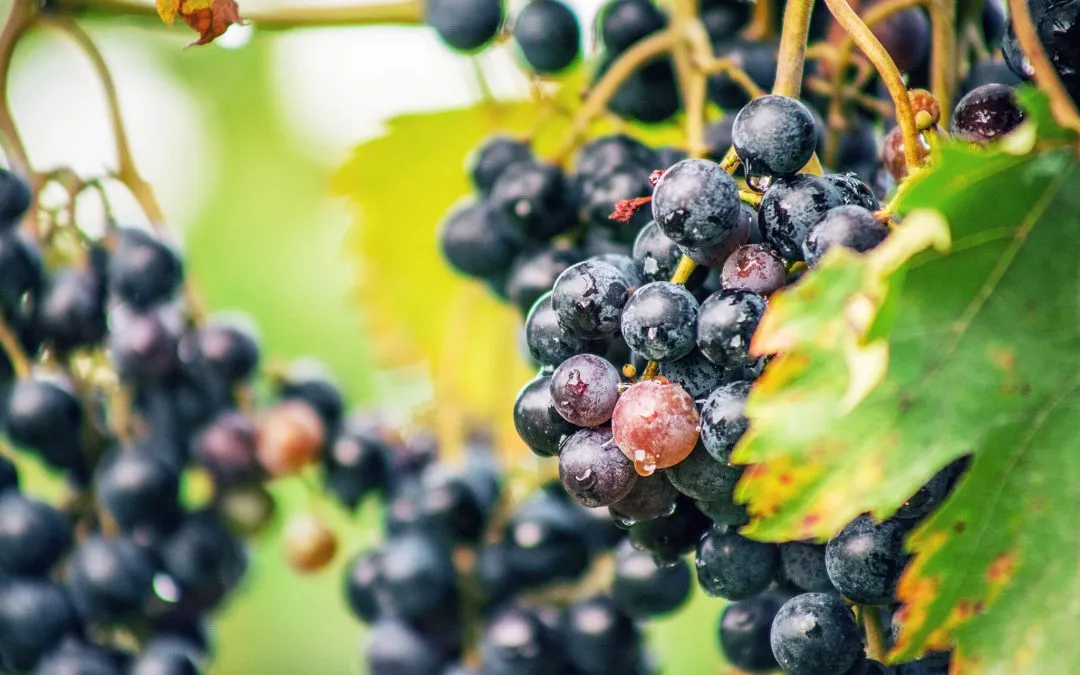 Can Hybrid Grapes Be the Future of Oklahoma Grape Wines?