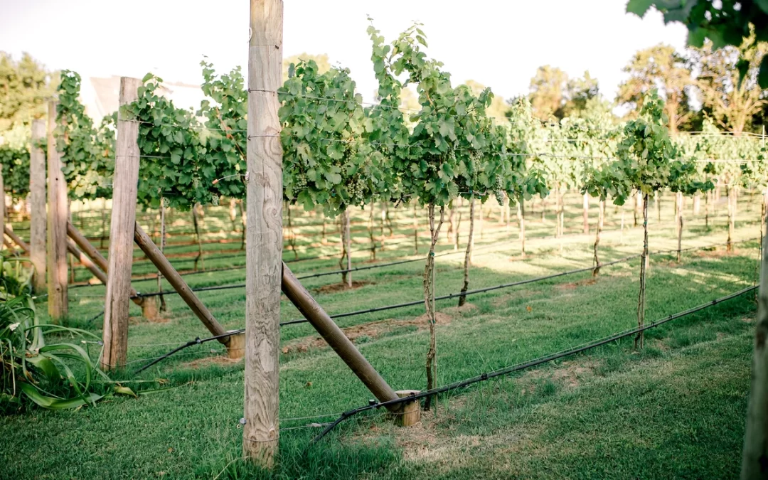 Beginners Guide to Growing Grapes in Oklahoma