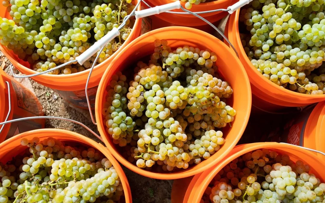 ODAFF’s New Viticulture & Enology Coordinator