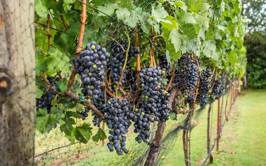 Questions to Ask When Looking at an Oklahoma Winery Map