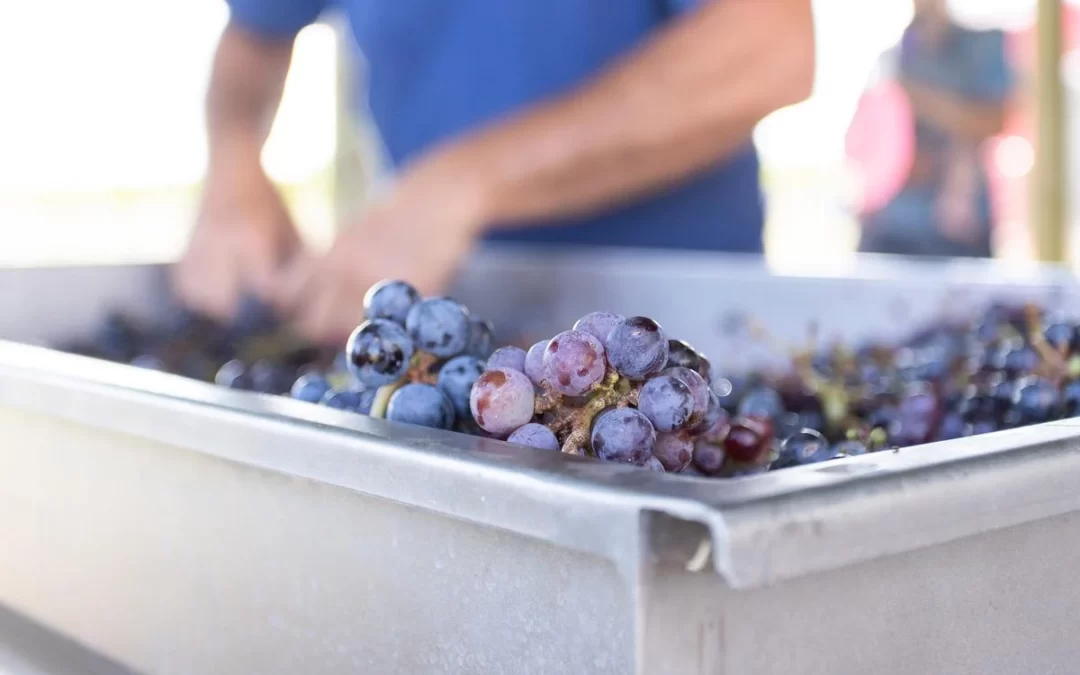 History of Winemaking at an Oklahoma Winery